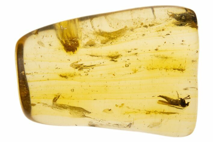 Polished Colombian Copal ( g) - Contains Flies and Wasp! #304147